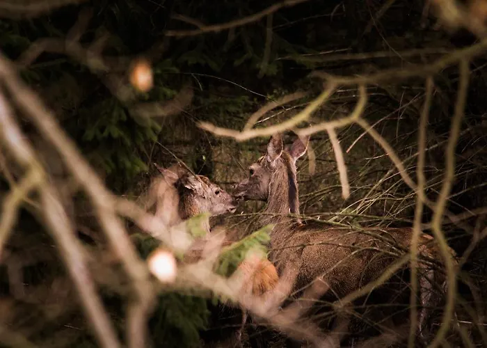 't Musje Semesterbostad *